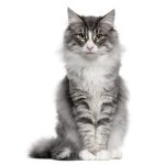Cat3 Cat3